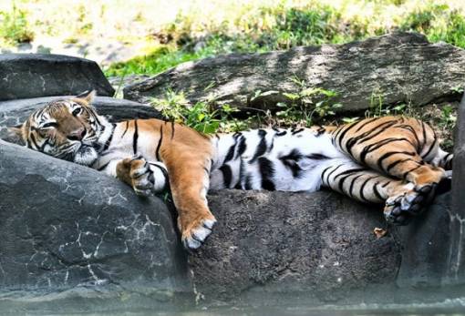 Τίγρης ταξίδεψε 3.000 χιλιόμετρα σε 9 μήνες για να βρει ταίρι αλλά δεν τα κατάφερε