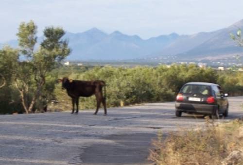 Τάξη με τα αδέσποτα βοοειδή  μπαίνει στη Μάνη