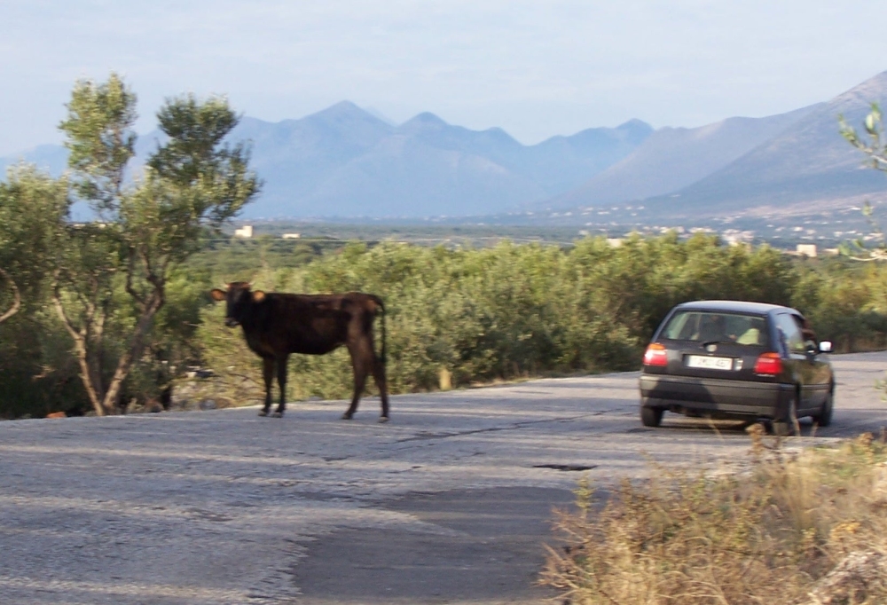 Τάξη με τα αδέσποτα βοοειδή  μπαίνει στη Μάνη