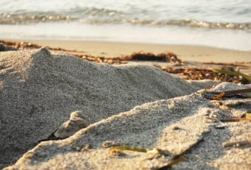 «Καμπανάκι» για τη χελώνα καρέτα στις παραλίες της Μάνης