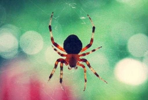 Αράχνες ενεργοποιούν εκτινασσόμενο κάθισμα για να γλιτώσουν από κανιβαλισμό μετά το σεξ