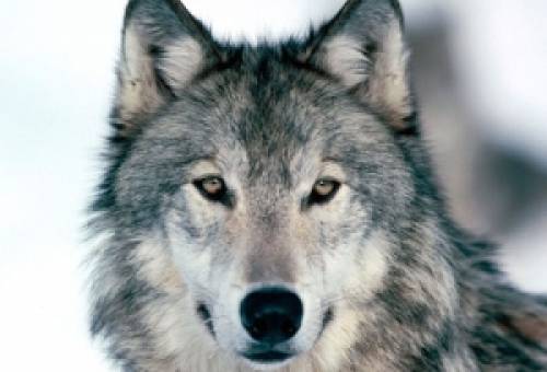 Γεγονός το πρώτο υβρίδιο λύκου-σκύλου στην Ελλάδα