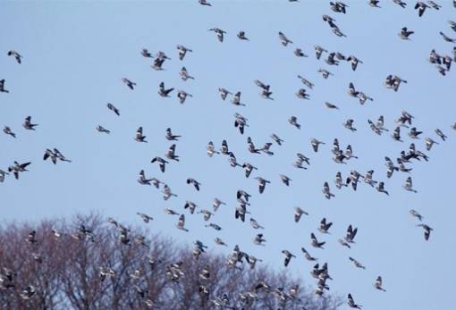 Τα πουλιά επηρεάζονται από την κλιματική αλλαγή όπως και κάθε άλλο είδος