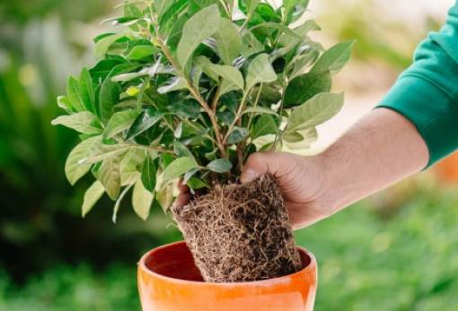 4 συμβουλές για να επαναφέρεις τα φυτά σου μετά από υπερβολικό πότισμα