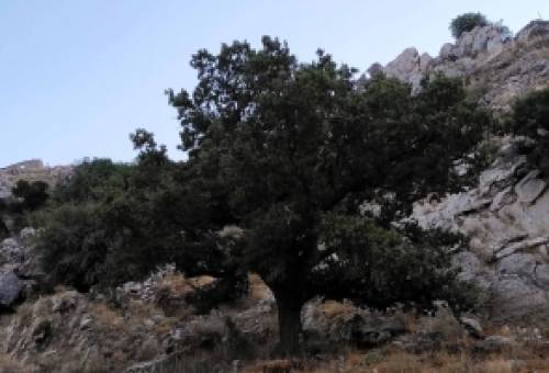 Απλώνονται οι ρίζες της ελευθερίας του '21 στη λακωνική γη