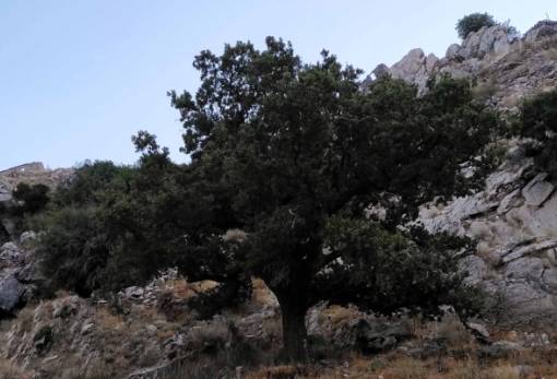 Απλώνονται οι ρίζες της ελευθερίας του '21 στη λακωνική γη