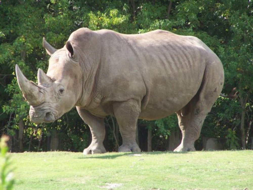 &Epsilon;&lambda;&pi;ί&delta;&epsilon;&sigmaf; &gamma;&iota;&alpha; &delta;&iota;ά&sigma;&omega;&sigma;&eta; &tau;&omega;&nu; &epsilon;&iota;&delta;ώ&nu;: &Eta; &pi;&rho;ώ&tau;&eta; &epsilon;&gamma;&kappa;&upsilon;&mu;&omicron;&sigma;ύ&nu;&eta; &rho;&iota;&nu;ό&kappa;&epsilon;&rho;&omicron;&upsilon; &mu;&epsilon; &epsilon;&xi;&omega;&sigma;&omega;&mu;&alpha;&tau;&iota;&kappa;ή &gamma;&omicron;&nu;&iota;&mu;&omicron;&pi;&omicron;ί&eta;&sigma;&eta;