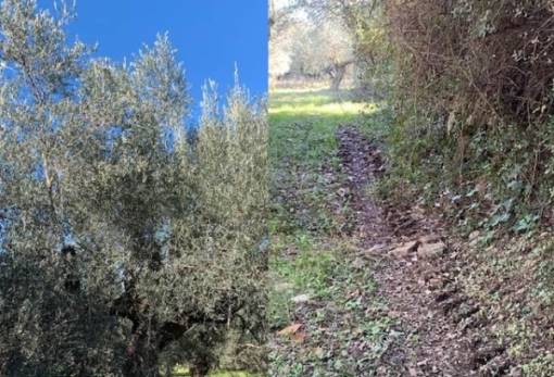 Βγαίνουν και φέτος «παγανιά» σε ελαιοπερίβολα στη Λακωνία