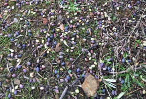 Αυτοψία του ΕΛΓΑ στον Δ. Σπάρτης για την πρόσφατη ζημιά στον ελαιόκαρπο