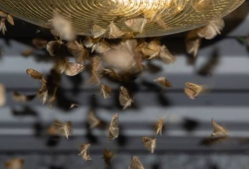 Η σιωπή των εντόμων: Μια προειδοποίηση για τον πλανήτη