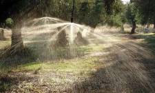 Άρδευση ελιάς: πότε και πόσο να ποτίζεις