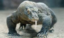 Ο δράκος του Κόμοντο ζούσε πριν από 4 εκ. χρόνια στο Μεγάλο Εμβολο της Θεσσαλονίκης