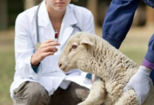 49 προσλήψεις σε κτηνιατρικές υπηρεσίες για την ευλογιά των αιγοπροβάτων