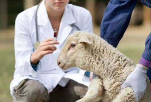 49 προσλήψεις σε κτηνιατρικές υπηρεσίες για την ευλογιά των αιγοπροβάτων