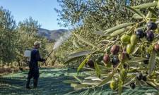 &Pi;&omicron;&iota;&omicron;&iota; &epsilon;&lambda;&alpha;&iota;&omicron;&pi;&alpha;&rho;&alpha;&gamma;&omega;&gamma;&omicron;ί &alpha;&pi;&alpha;&lambda;&lambda;ά&sigma;&sigma;&omicron;&nu;&tau;&alpha;&iota; &alpha;&pi;ό &tau;&eta;&nu; &epsilon;&iota;&sigma;&phi;&omicron;&rho;ά &delta;&alpha;&kappa;&omicron;&kappa;&tau;&omicron;&nu;ί&alpha;&sigmaf;