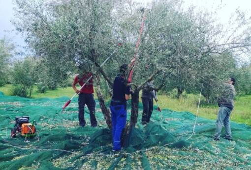 Αγώνας για αναπλήρωση εισοδήματος από ελαιοπαραγωγούς στη Λακωνία
