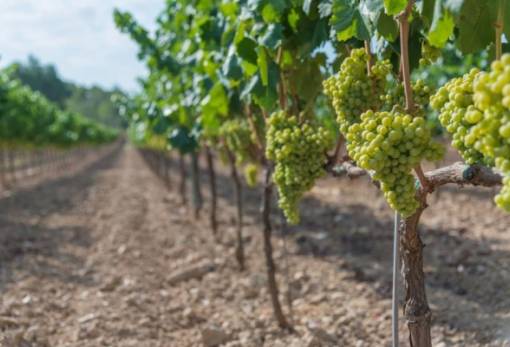 Νέες άδειες φύτευσης αμπέλου με οινοποιήσιμες ποικιλίες για το 2026