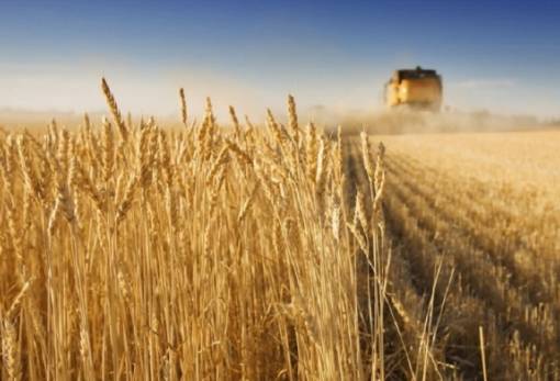 Αίγυπτος: Προβλέπει εισαγωγές 13 εκατ. τόνων σιτηρών