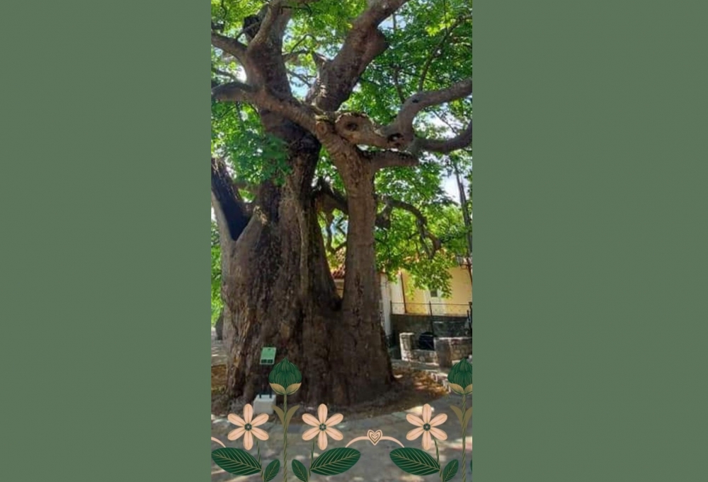 &Pi;&alpha;&rho;&alpha;&mu;&omicron;&nu;ή &Pi;&rho;&omega;&tau;&omicron;&mu;&alpha;&gamma;&iota;ά&sigmaf; &sigma;&tau;&eta;&nu; Ά&rho;&nu;&alpha;