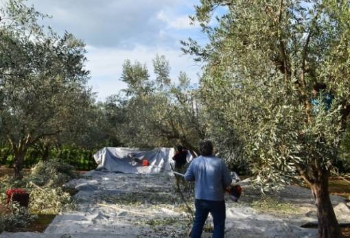 Συσκέπτονται και παίρνουν τις αποφάσεις του οι αγροτοκτηνοτρόφοι του Δ. Ευρώτα