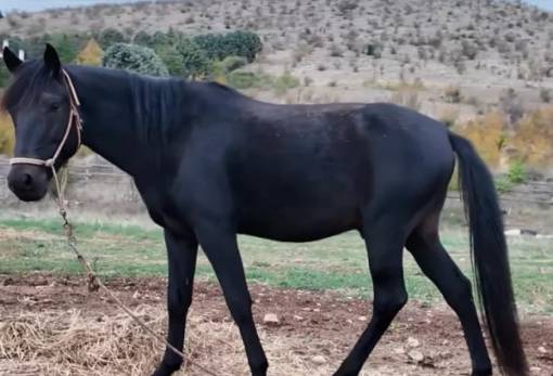 Τα άλογα του Μέγα Αλέξανδρου επιβιώνουν στην Σιάτιστα