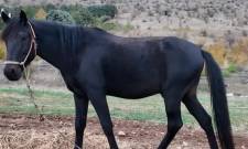 Τα άλογα του Μέγα Αλέξανδρου επιβιώνουν στην Σιάτιστα