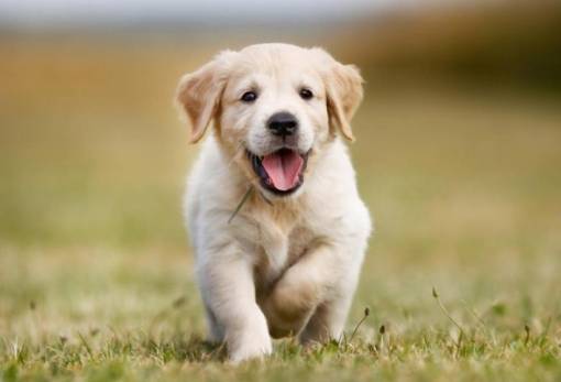 Ενώνει δυνάμεις η Λέσχη Lions για την προστασία των ζώων στη Σπάρτη