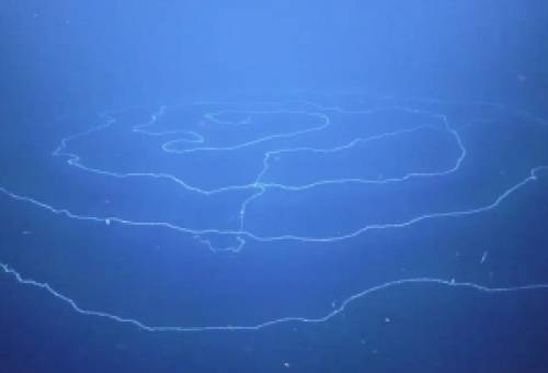 Υποβρύχιο ρομπότ ανακάλυψε το μακρύτερο ζώο του κόσμου, μήκους 45 μέτρων