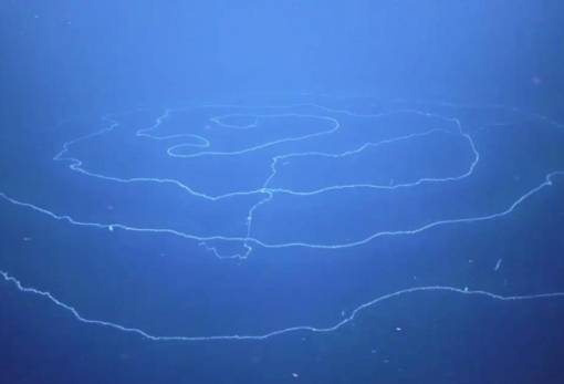 Υποβρύχιο ρομπότ ανακάλυψε το μακρύτερο ζώο του κόσμου, μήκους 45 μέτρων