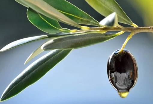 Η σημασία του καλίου στην ελιά