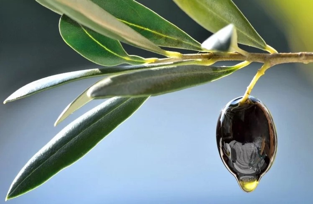 Η σημασία του καλίου στην ελιά