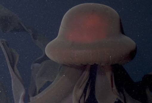 Γιγάντια μέδουσα αψηφά τα όρια του βαθύ ωκεανού