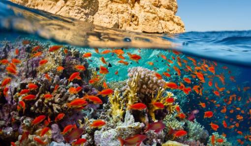 &Omicron;&iota; &kappa;&omicron;&rho;&alpha;&lambda;&lambda;&iota;&omicron;&gamma;&epsilon;&nu;&epsilon;ί&sigmaf; ύ&phi;&alpha;&lambda;&omicron;&iota; &sigma;&tau;&omicron; &laquo;&kappa;ό&kappa;&kappa;&iota;&nu;&omicron;&raquo; &alpha;&pi;ό &tau;&omicron;&upsilon;&sigmaf; &theta;&alpha;&lambda;ά&sigma;&sigma;&iota;&omicron;&upsilon;&sigmaf; &kappa;&alpha;ύ&sigma;&omega;&nu;&epsilon;&sigmaf;