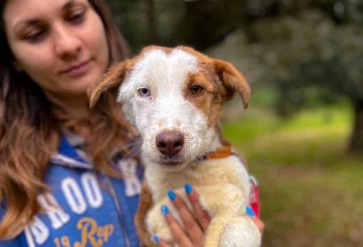 Υιοθετήστε ένα αδεσποτάκι!