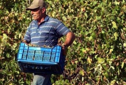 Ακρόαση από τους Δήμους ζητούν οι Λάκωνες βιοκαλλιεργητές
