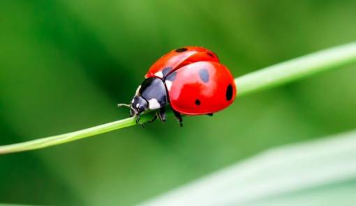 &Tau;&alpha; &pi;&alpha;&iota;&delta;&iota;ά &alpha;&nu;&alpha;&kappa;&alpha;&lambda;ύ&pi;&tau;&omicron;&upsilon;&nu; &tau;&eta;&nu; &laquo;&Omicron;&iota;&kappa;&omicron;&lambda;&omicron;&gamma;ί&alpha; &tau;&omega;&nu; &epsilon;&nu;&tau;ό&mu;&omega;&nu;&raquo; &sigma;&tau;&eta; &Delta;&eta;&mu;ό&sigma;&iota;&alpha; &Rho;&omicron;&upsilon;&mu;ά&nu;&epsilon;&iota;&omicron; &Beta;&iota;&beta;&lambda;&iota;&omicron;&theta;ή&kappa;&eta; &Mu;&omicron;&lambda;ά&omega;&nu;
