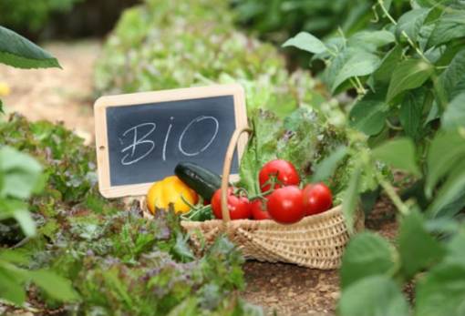 Τσιάρας: Επανεξέταση του προγράμματος βιολογικών καλλιεργειών