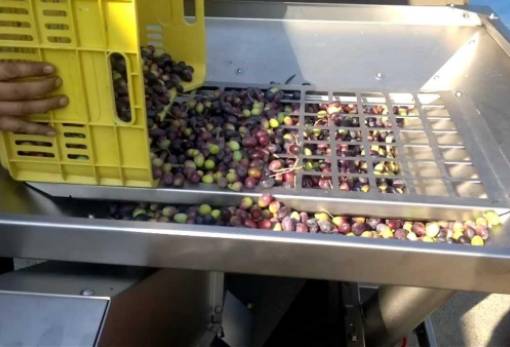 Ημερίδα στο Γύθειο: «Η ψηφιακή διακίνηση στο ελαιοτριβείο μετά την 1η φάση»