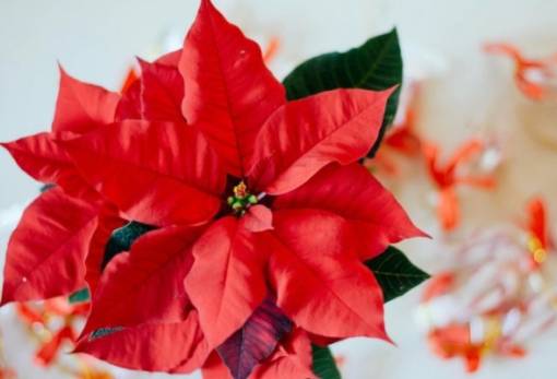 Αλεξανδρινό: Tips για να το κρατήσεις ζωντανό και μετά τις γιορτές