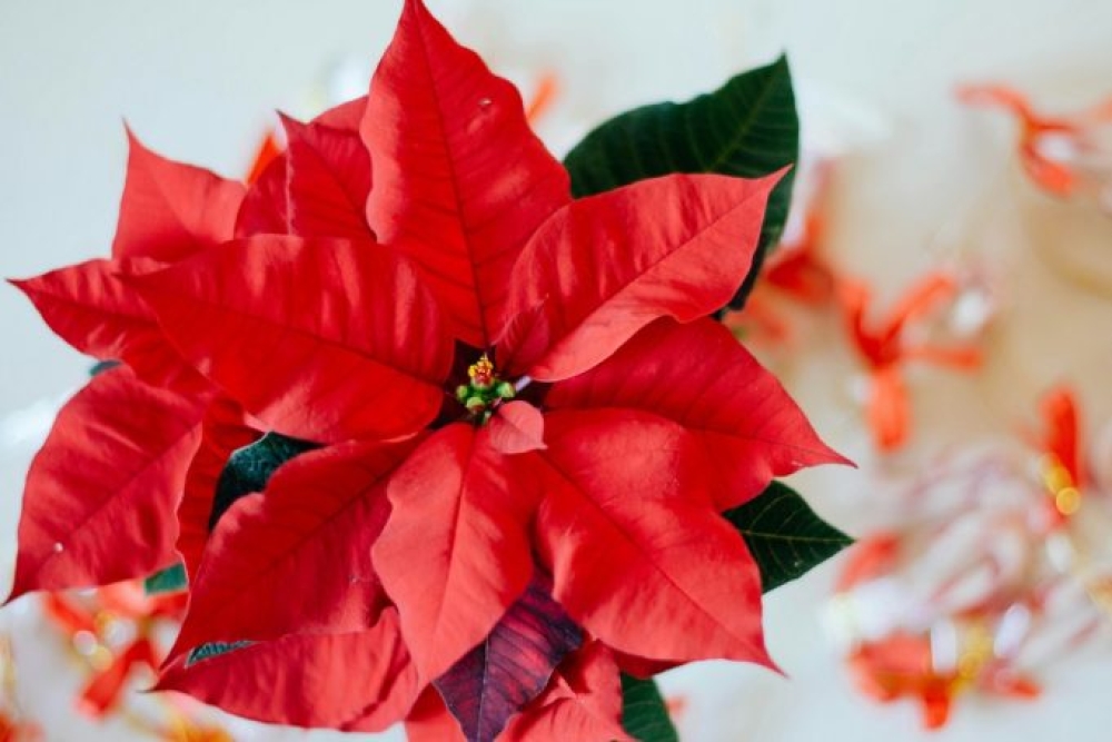 &Alpha;&lambda;&epsilon;&xi;&alpha;&nu;&delta;&rho;&iota;&nu;ό: Tips &gamma;&iota;&alpha; &nu;&alpha; &tau;&omicron; &kappa;&rho;&alpha;&tau;ή&sigma;&epsilon;&iota;&sigmaf; &zeta;&omega;&nu;&tau;&alpha;&nu;ό &kappa;&alpha;&iota; &mu;&epsilon;&tau;ά &tau;&iota;&sigmaf; &gamma;&iota;&omicron;&rho;&tau;έ&sigmaf;