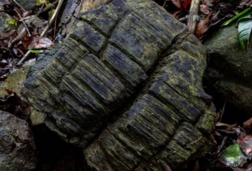 Ανακαλύφθηκε απολιθωμένο δάσος 23 εκατομμυρίων ετών στον Παναμά