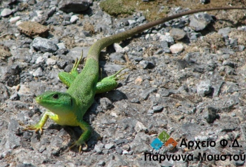 Το ζώο της εβδομάδας: Τρανόσαυρα (Lacerta trilineata)