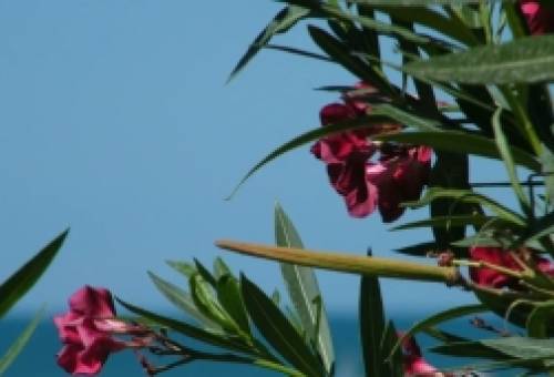 Πικροδάφνη: Ανάμεσα στην τοξικότητα και την αξία της