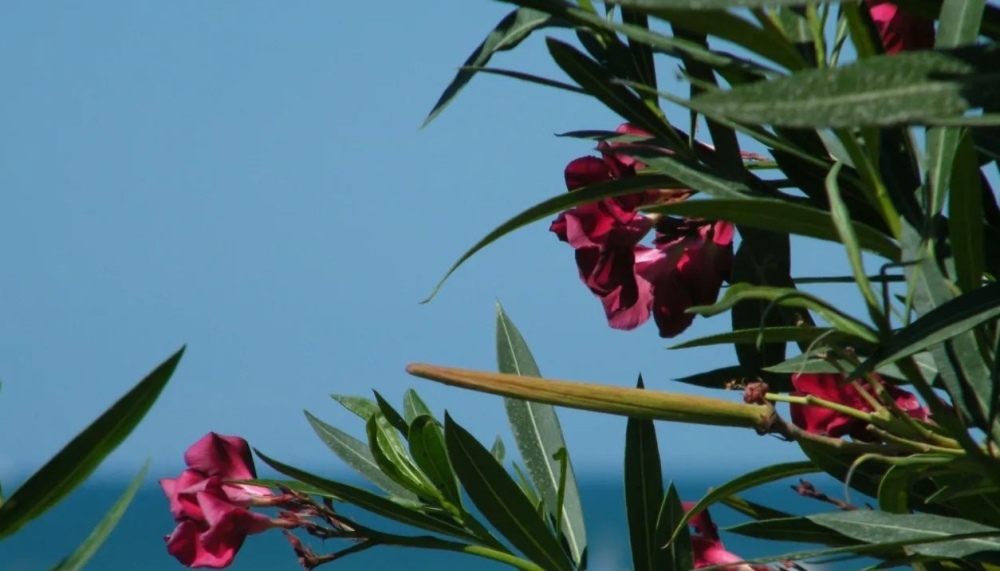 &Pi;&iota;&kappa;&rho;&omicron;&delta;ά&phi;&nu;&eta;: &Alpha;&nu;ά&mu;&epsilon;&sigma;&alpha; &sigma;&tau;&eta;&nu; &tau;&omicron;&xi;&iota;&kappa;ό&tau;&eta;&tau;&alpha; &kappa;&alpha;&iota; &tau;&eta;&nu; &alpha;&xi;ί&alpha; &tau;&eta;&sigmaf;