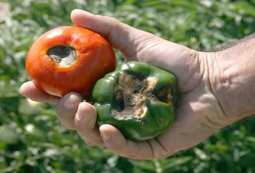 Εξάπλωση της καστανής ρυτίδωσης τομάτας στην ΕΕ