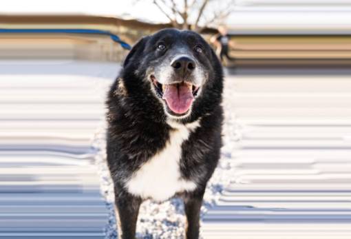 Χνουδωτές Διαδρομές: Ο Πιγκουίνος περιμένει το παντοτινό του σπίτι στο Καταφύγιο Ζώων Σπάρτης