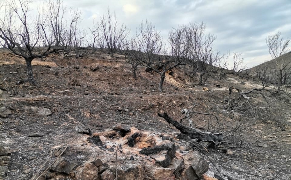 Στάχτη 110.000 στρέμματα το 2021 στη Λακωνία