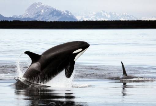 Ανησυχία για παγιδευμένες όρκες στα ανοικτά των ιαπωνικών ακτών