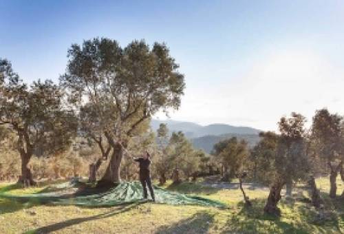 Ζωτικής σημασίας η ανάπτυξη άμεσων μέτρων στήριξης των ελαιοπαραγωγών και της ελαιοπαραγωγής