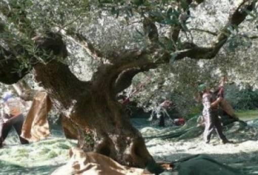 Παρέμβαση για άμεση επίλυση των προβλημάτων των Ελαιοκομικών Φορέων